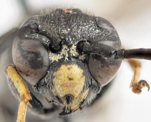 Réf. 296 256 : Symmorphus allobrogus